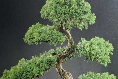 The Art of Watering Bonsai Trees in Honolulu