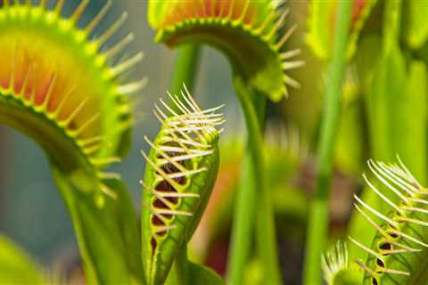 The Fascinating World of Carnivorous Plants: How They Digest Their Prey