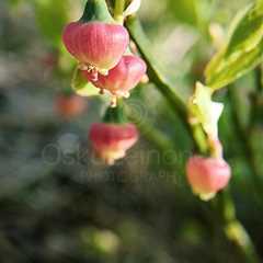 Blueberry Flower