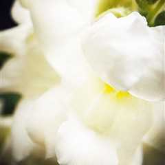 Cream White Flower