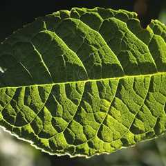 Green Leaf I