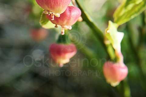 Blueberry Flower