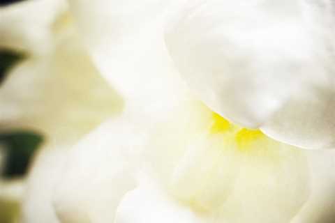 Cream White Flower