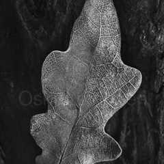 Withered Leaf