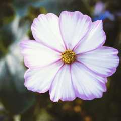 Gorgeous Petals (Colors)