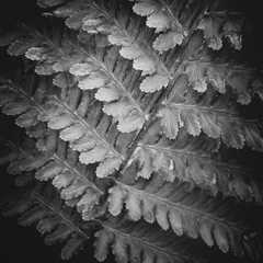 Fern II (Structure)