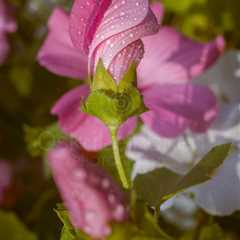 Autumn Flower IV