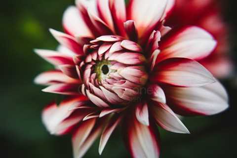 Red And White (Flower)