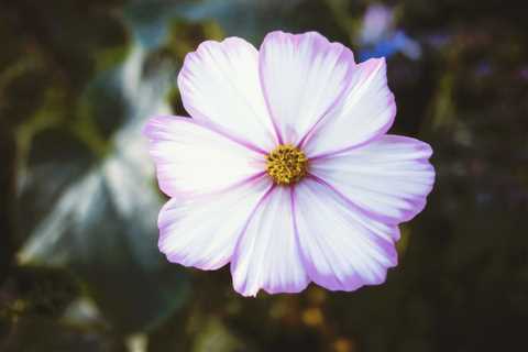 Gorgeous Petals (Colors)