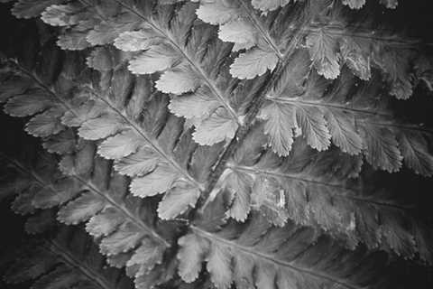 Fern II (Structure)