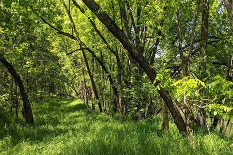 The Vital Role of Plant Conservation in Anoka County, MN