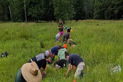 The Struggles of Protecting Plant Life in Anoka County, MN