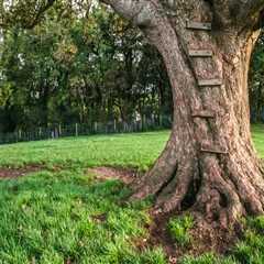 Tree Services In Leander, TX: Boosting Urban Forestry For A Greener Future