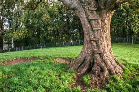 Tree Services In Leander, TX: Boosting Urban Forestry For A Greener Future