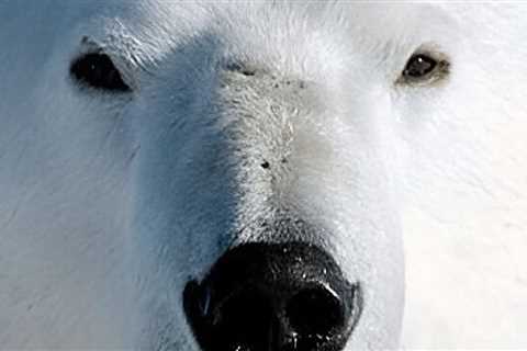 Of polar bears and men: Churchill