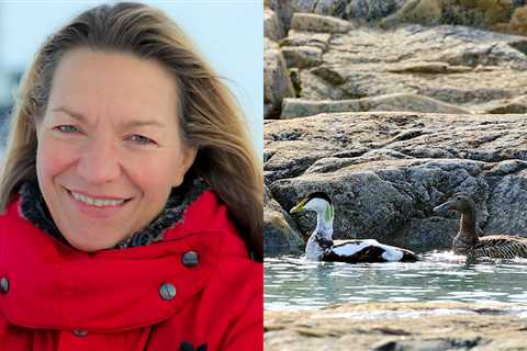 The Polar Retrospective – Declining sea ice helps Common Eiders, Farewell to AWI Directrice