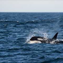 Marine sanctuaries – hope for whales & dolphins in captivity