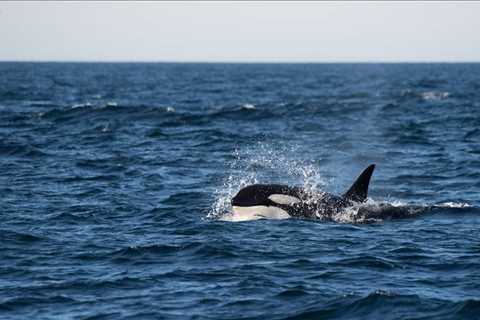 Marine sanctuaries – hope for whales & dolphins in captivity