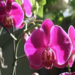 What Orchid Gardening Enthusiasts Gain From Tree Maintenance In Leander, TX
