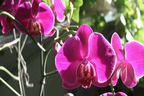 What Orchid Gardening Enthusiasts Gain From Tree Maintenance In Leander, TX