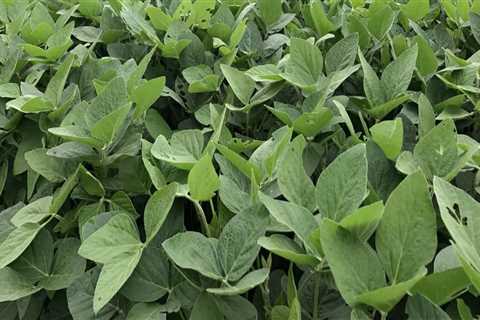 The Growing Agriculture Industry in Fairfax County, Virginia