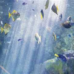 Exploring the Hidden Gem of Underwater Photography in Pinal County, Arizona