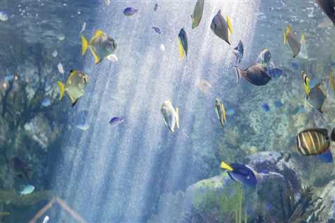 Exploring the Hidden Gem of Underwater Photography in Pinal County, Arizona
