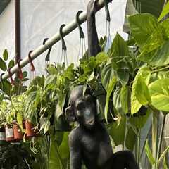 Gardening in Pinal County, Arizona: A Comprehensive Guide to Local Resources and Organizations