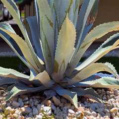 Expert Tips for Gardening in Pinal County, Arizona