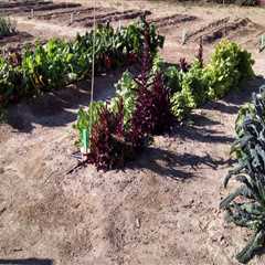 The Fascinating Gardening Traditions of Pinal County, Arizona