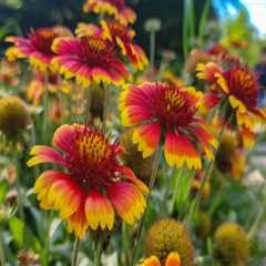 The Power of Pollinators: Creating a Thriving Garden in Pinal County, Arizona