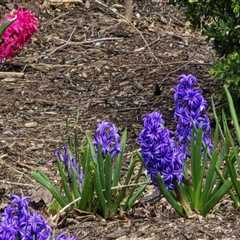 Discovering the Enchanting Gardens of Wilder, Kentucky