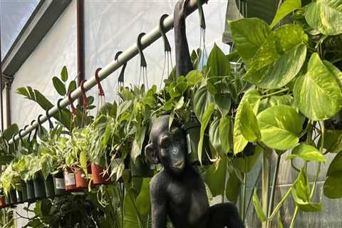 Gardening in Pinal County, Arizona: A Comprehensive Guide to Local Resources and Organizations