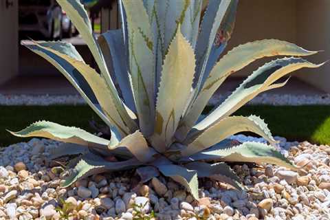 Expert Tips for Gardening in Pinal County, Arizona