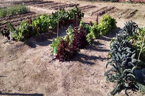 Expert Tips for Preventing Soil Erosion in Your Pinal County, Arizona Garden