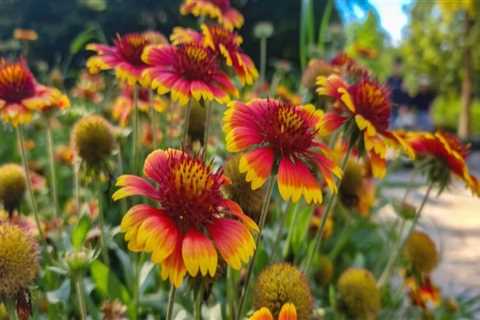 The Power of Pollinators: Creating a Thriving Garden in Pinal County, Arizona