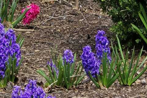 Discovering the Enchanting Gardens of Wilder, Kentucky