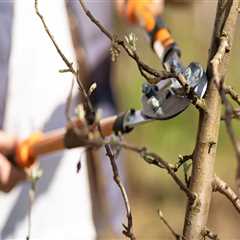 Effective Ways to Manage Tree Trimming and Pruning Debris