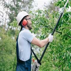 Essential Safety Precautions for Tree Trimming and Pruning
