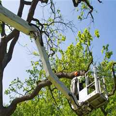 The Essential Guide to Tree Trimming and Pruning: Importance, Techniques, and Benefits