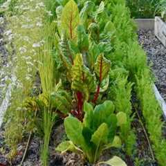 Harnessing Companion Planting for Sustainable Gardening Success