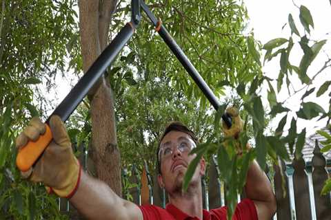 Mastering Tree Trimming and Pruning: Techniques for Maintaining Shape and Appearance