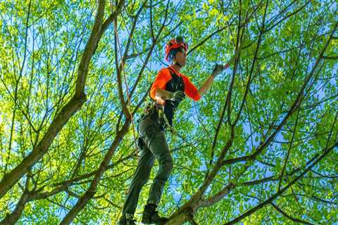 The Comprehensive Guide to the Benefits of Tree Trimming and Pruning