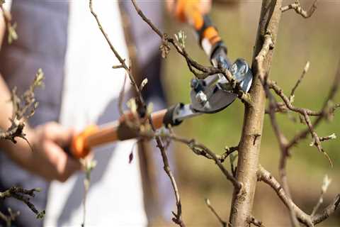 Effective Ways to Manage Tree Trimming and Pruning Debris