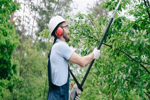 Essential Safety Precautions for Tree Trimming and Pruning