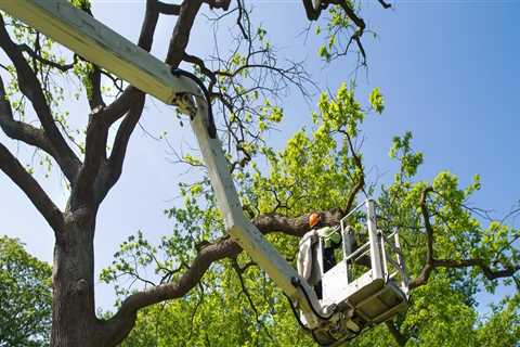 The Essential Guide to Tree Trimming and Pruning: Importance, Techniques, and Benefits