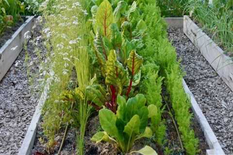 Harnessing Companion Planting for Sustainable Gardening Success