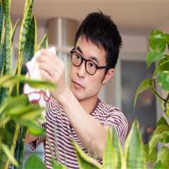Essential Tips for Ensuring Your Indoor Plants Get the Nutrients They Need