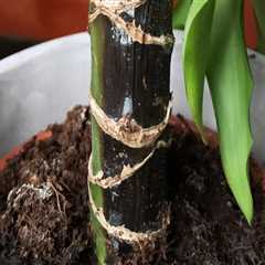 Identifying Root Rot in Indoor Plants: Signs and Solutions