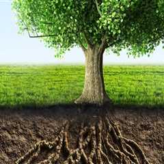 The Role of Tree Management in Erosion Control and Soil Preservation